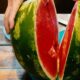 The green and crimson chemistry of the watermelon