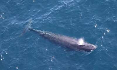 The rare whale species in the way of Trump’s oil drilling plan