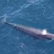 The rare whale species in the way of Trump’s oil drilling plan