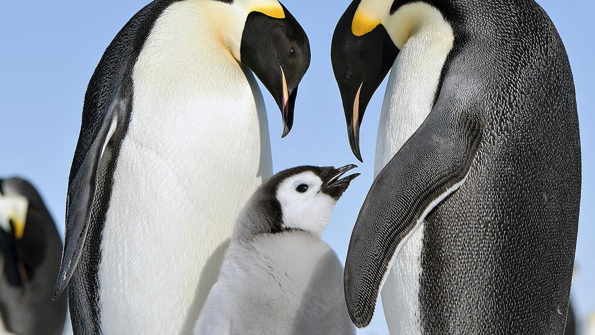 What are sentinel species?