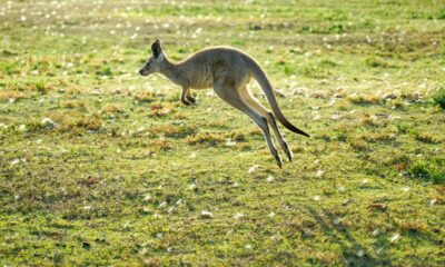 What environmental conditions caused kangaroos to evolve hopping?
