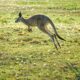 What environmental conditions caused kangaroos to evolve hopping?