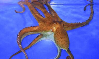 Why do octopuses have a ‘mating arm’?