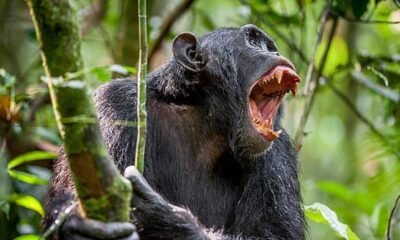 ‘Civil war’ among chimpanzees recorded for the first time
