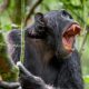 ‘Civil war’ among chimpanzees recorded for the first time