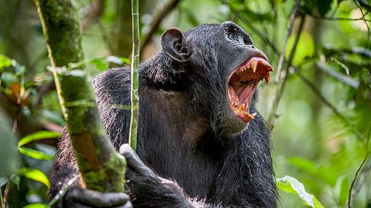 ‘Civil war’ among chimpanzees recorded for the first time