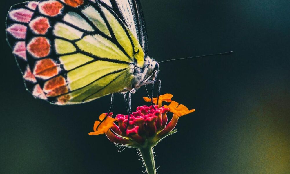 How do butterflies taste? 