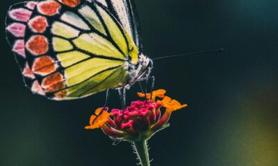 How do butterflies taste? 