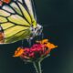 How do butterflies taste? 