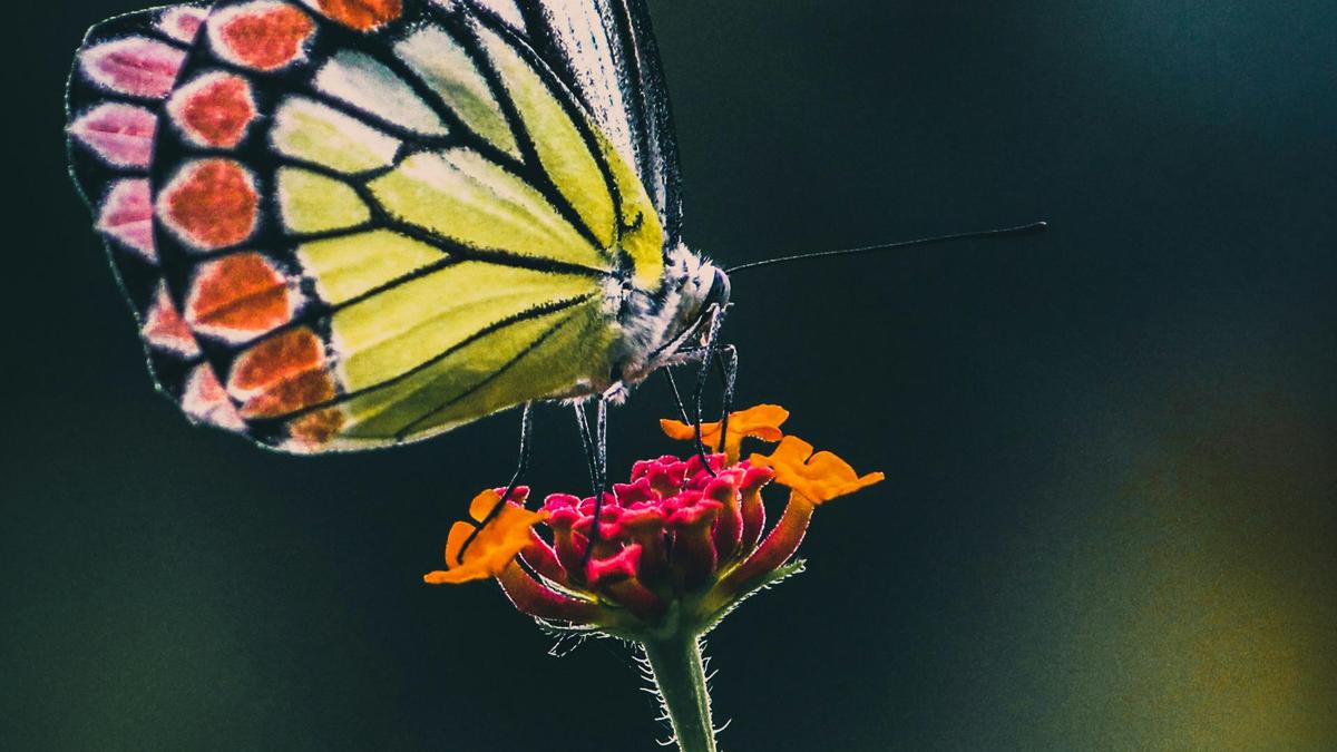 How do butterflies taste? 