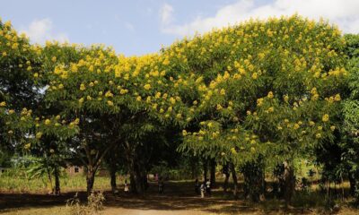 Invasive species may be the wrong enemy in a changing subcontinent