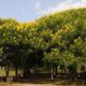Invasive species may be the wrong enemy in a changing subcontinent