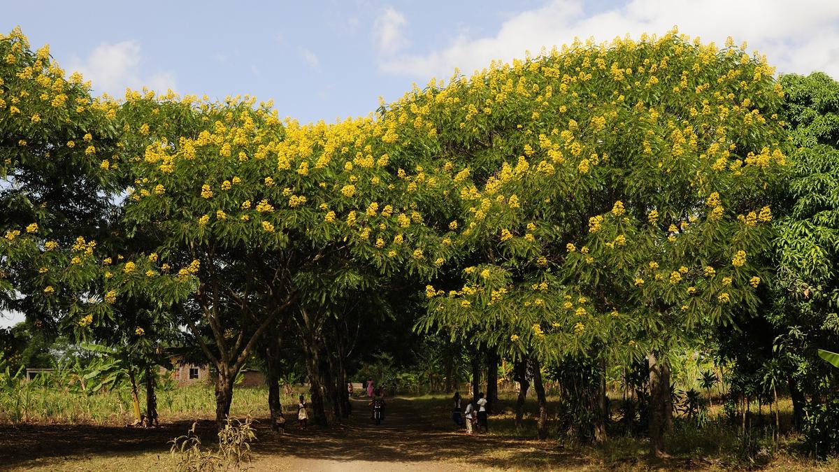 Invasive species may be the wrong enemy in a changing subcontinent