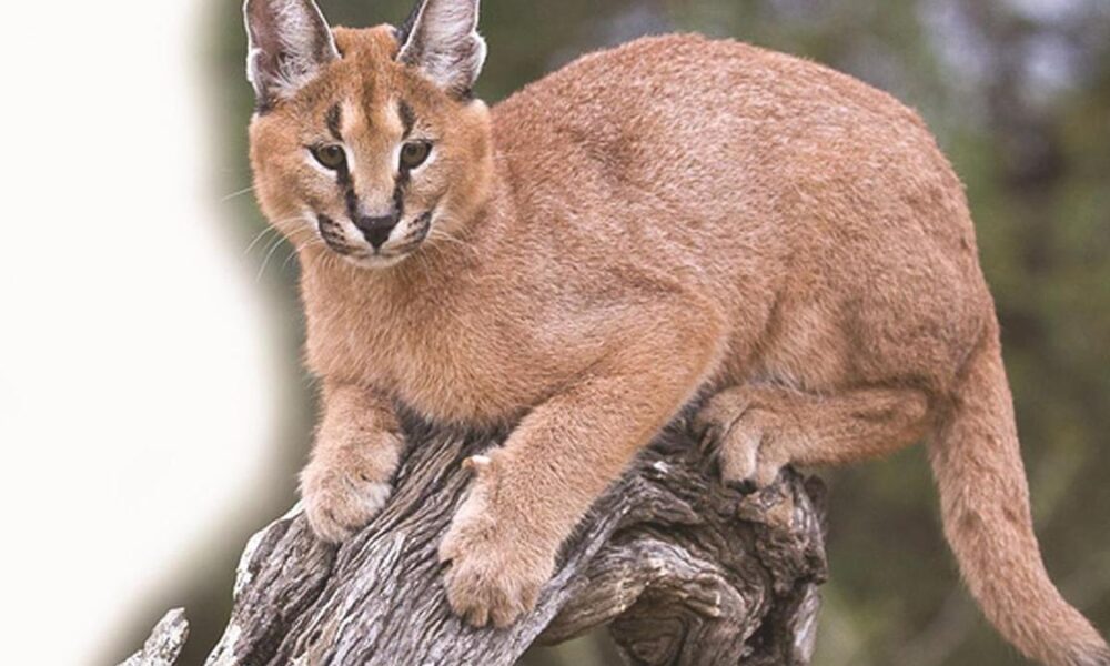 Rare caracals spotted in Thar Desert near India-Pakistan border