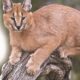Rare caracals spotted in Thar Desert near India-Pakistan border