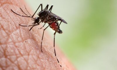 Why are some people mosquito magnets?