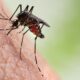 Why are some people mosquito magnets?